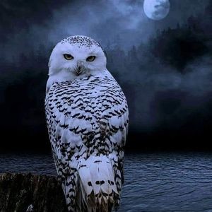 Meet your Posher, Monica